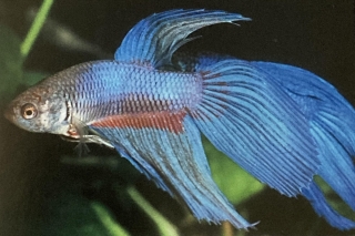 Betta splendens mâle ou combattant.